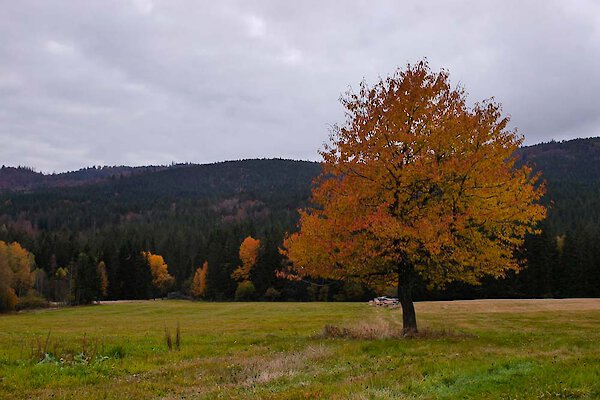 Bayerischer Wald Bayerischer Wald